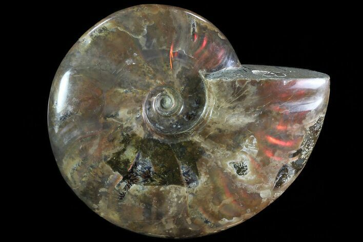 Iridescent Red Flash Ammonite - Madagascar #81380